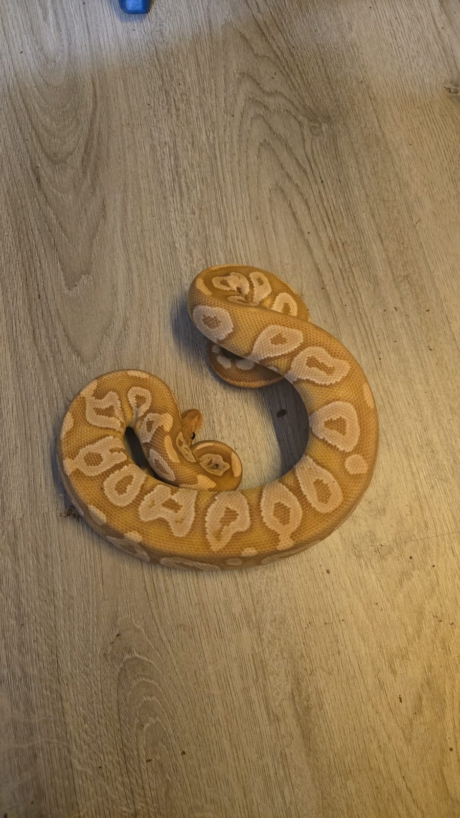 Koppel ultramel, Slang, 3 tot 6 jaar