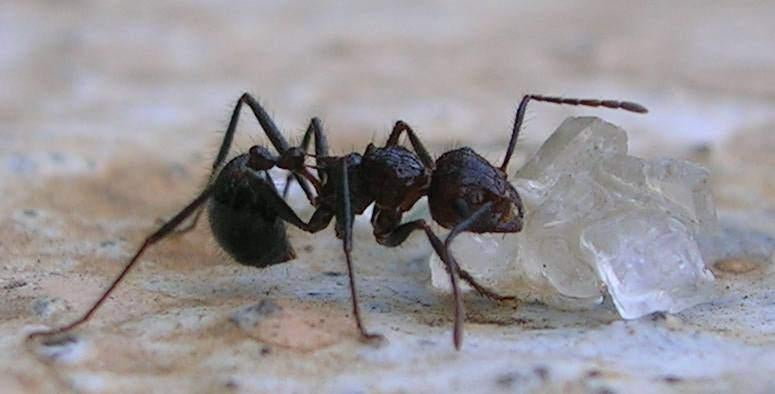 Myrmicaria brunnea I MIER I MIEREN
