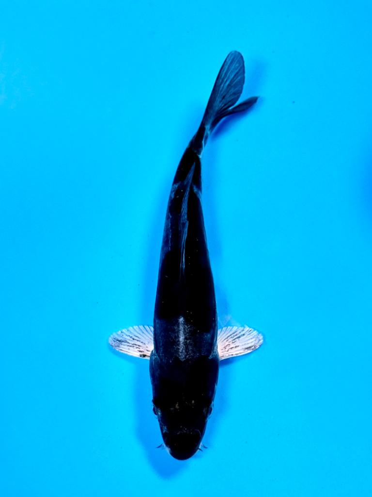 Dark Doitsu Ochiba 14-18cm Kase Japanse koi, Dieren en Toebehoren, Vissen | Vijvervissen, Karper of Koi