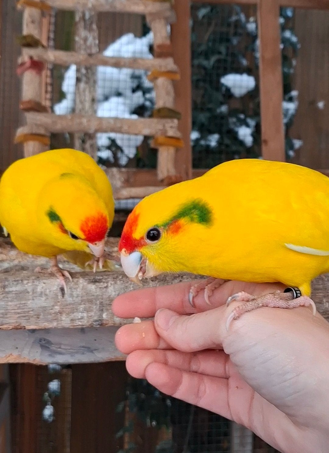 Alvast te reserveren lieve kakariki jongen tam, Meerdere dieren, Parkiet, Tam
