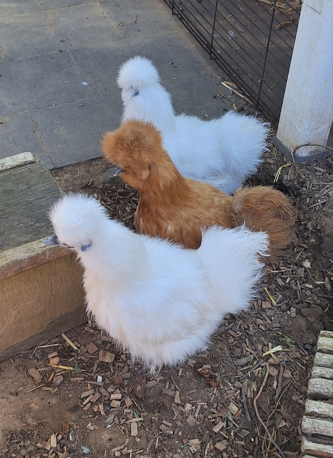 3 zijdehoentjes, hennetjes, Dieren en Toebehoren, Pluimvee, Vrouwelijk, Kip