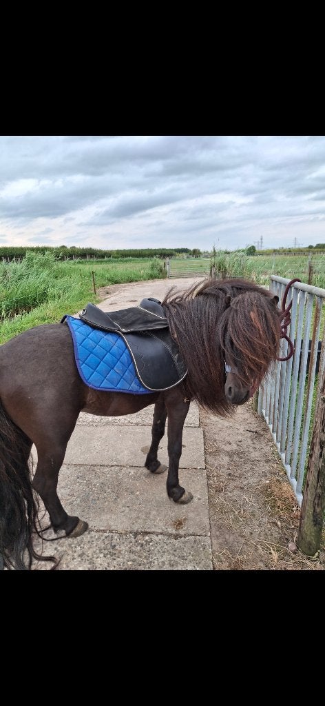 Mooie zwarte falabella hengst, Dieren en Toebehoren, Pony's, Hengst, A pony (tot 1.17m), 11 jaar of ouder, Recreatiepony