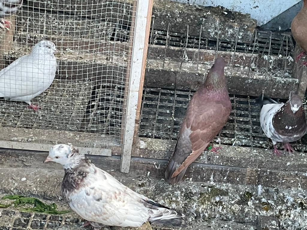 Iraanse duiven, Dieren en Toebehoren, Vogels | Duiven, Meerdere dieren, Overige soorten