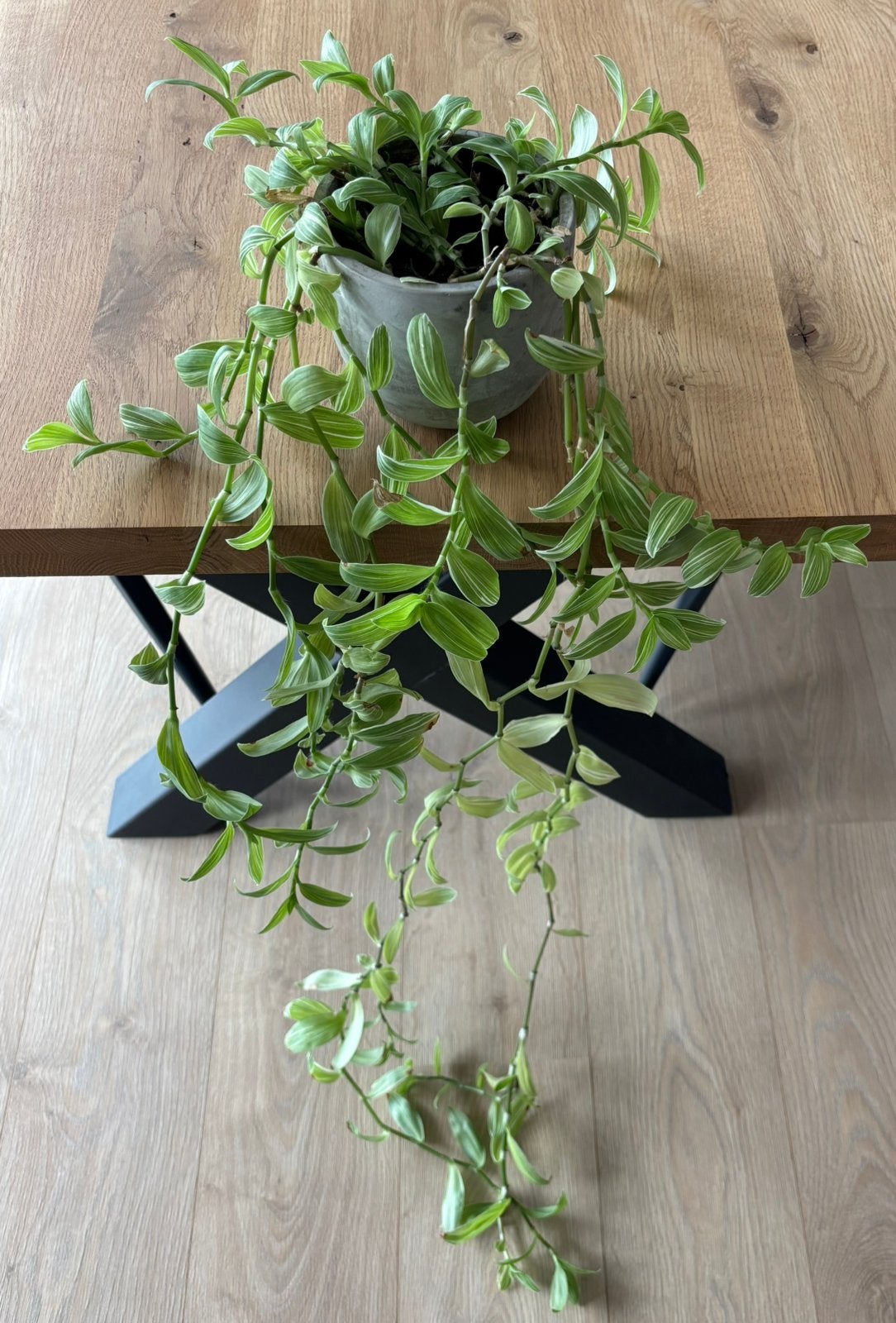 Hangplant met pot, Ophalen of Verzenden, In pot, Halfschaduw
