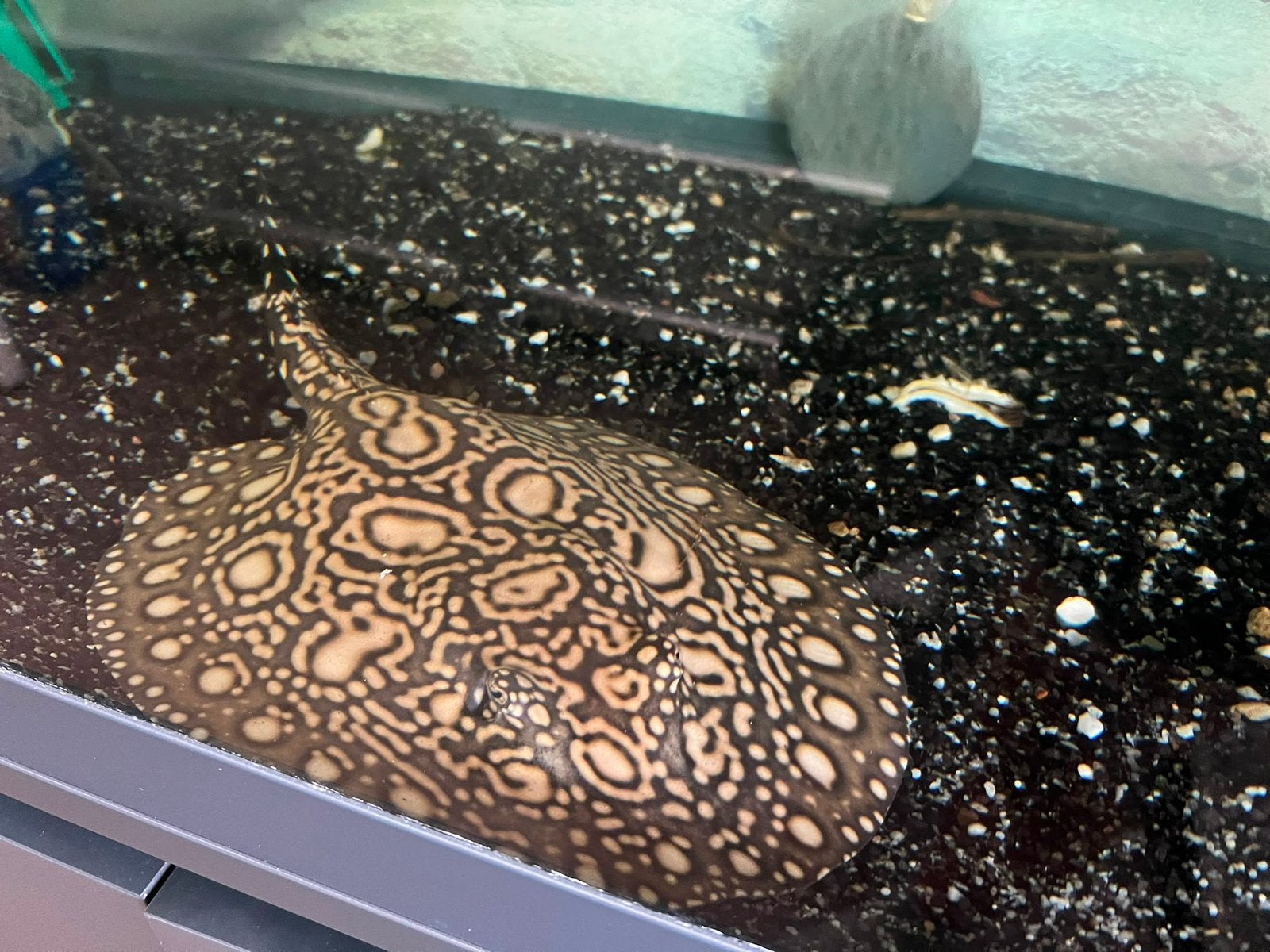 Super white blackdiamond, Vis