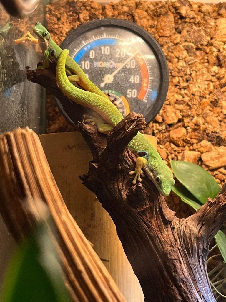 Phelsuma quadriocellata, Dieren en Toebehoren, Hagedis, 3 tot 6 jaar
