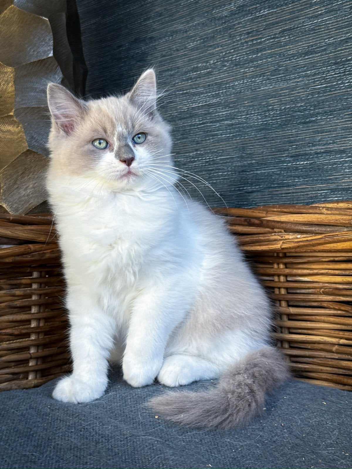 Mooie Ragdoll kittens blue mink, lilac mink en bicolor, Meerdere dieren, Gechipt, 0 tot 2 jaar