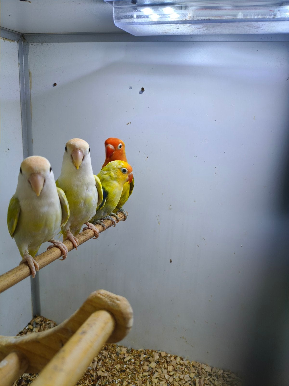 2 jonge agapornis roseicolis en 2 agapornis ficheri, Meerdere dieren, Dwergpapegaai of Agapornis