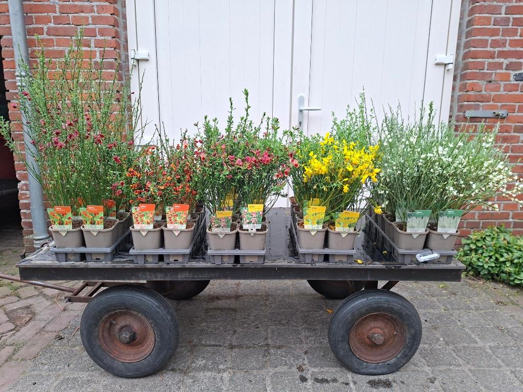 Mooie bloeiende Cytisus (Brem) in pot!, Ophalen, Overige soorten, Minder dan 100 cm
