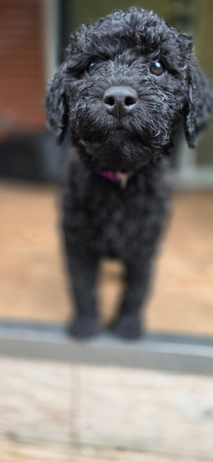 Labradoodle pups, Overige rassen, 8 tot 15 weken, Meerdere dieren, Eén hond