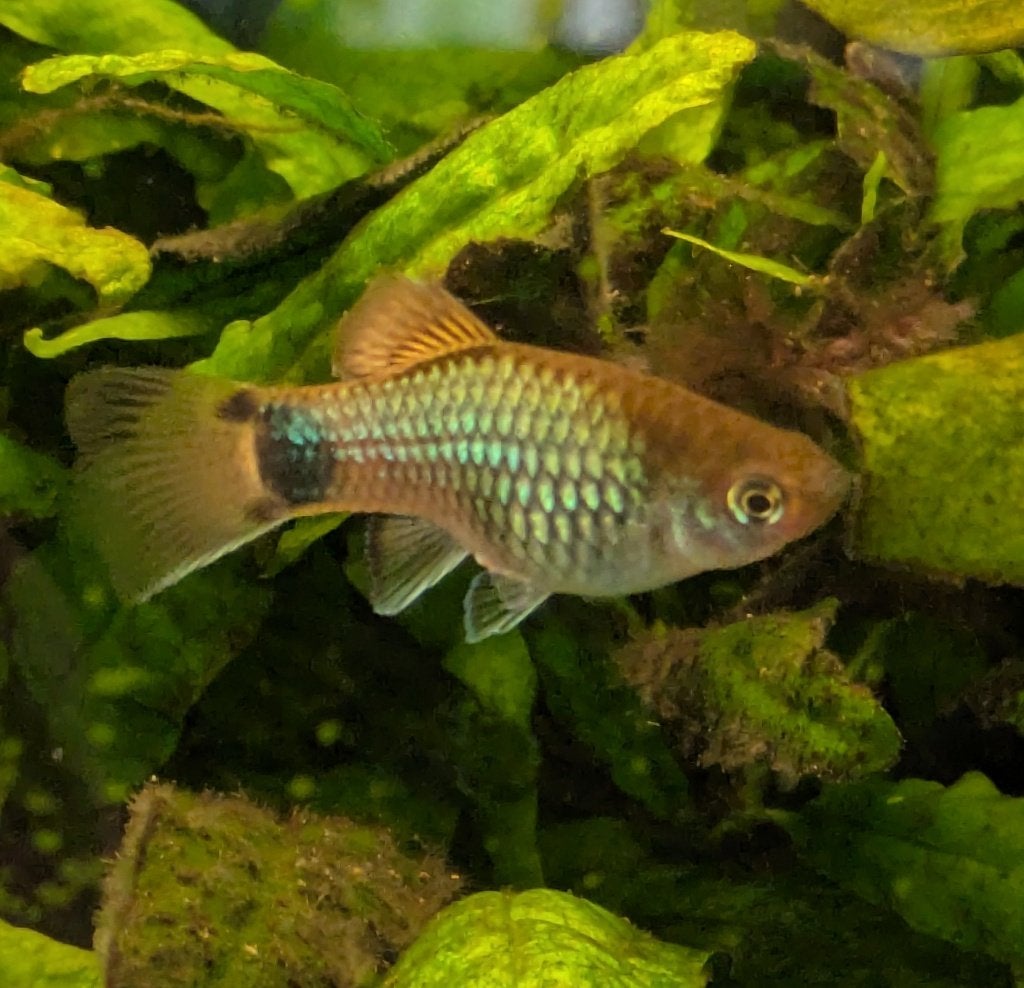 Platy blauw (plaatje), Vis, Zoetwatervis, Schoolvis