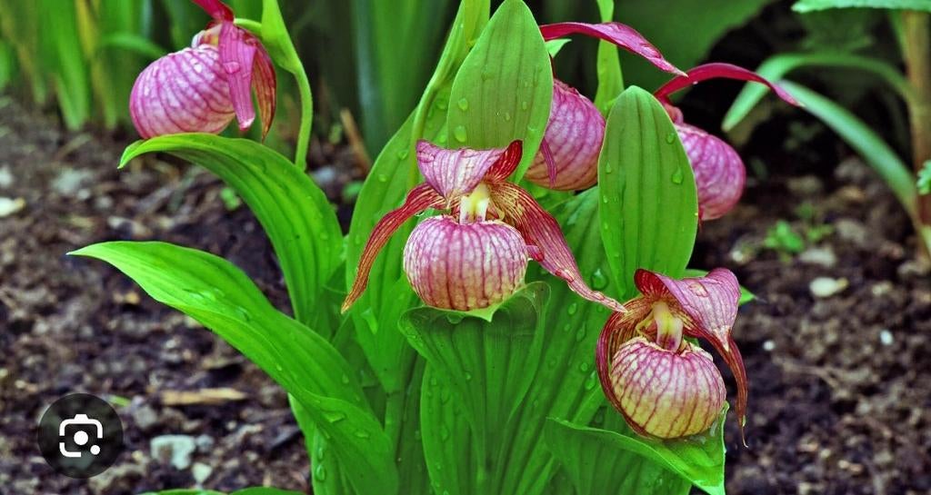 Gezocht! Stekken of planten van crypipedium orchideeën, Ophalen of Verzenden, Overige soorten, Volle zon