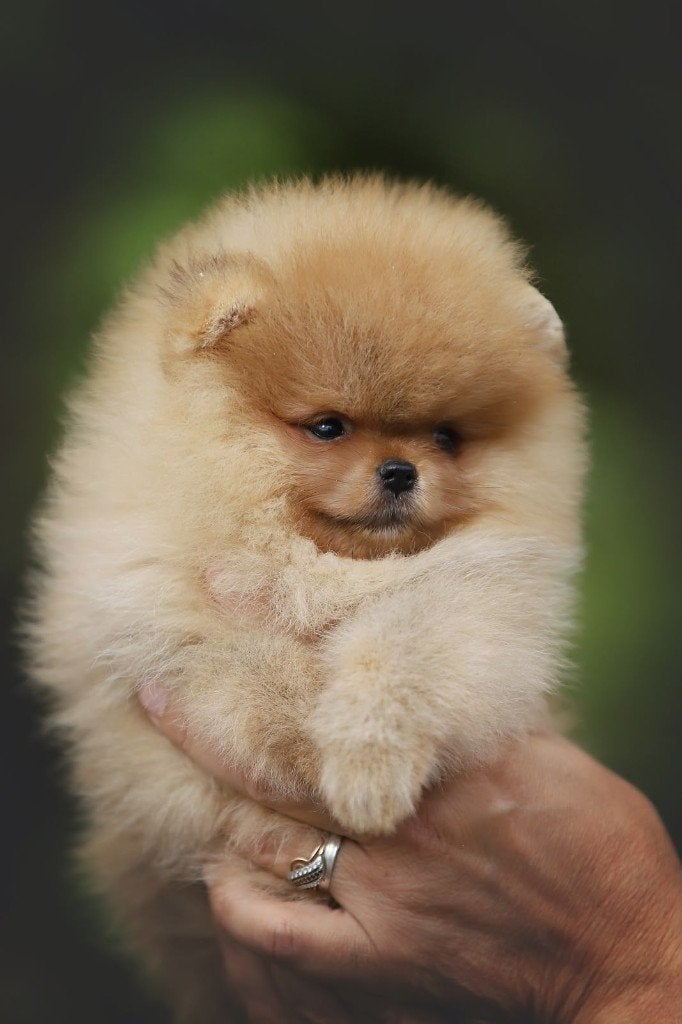 Pomeriaan pup teefje Orange Sable – Bear type, Nederland, Keeshond, 8 tot 15 weken, Teef