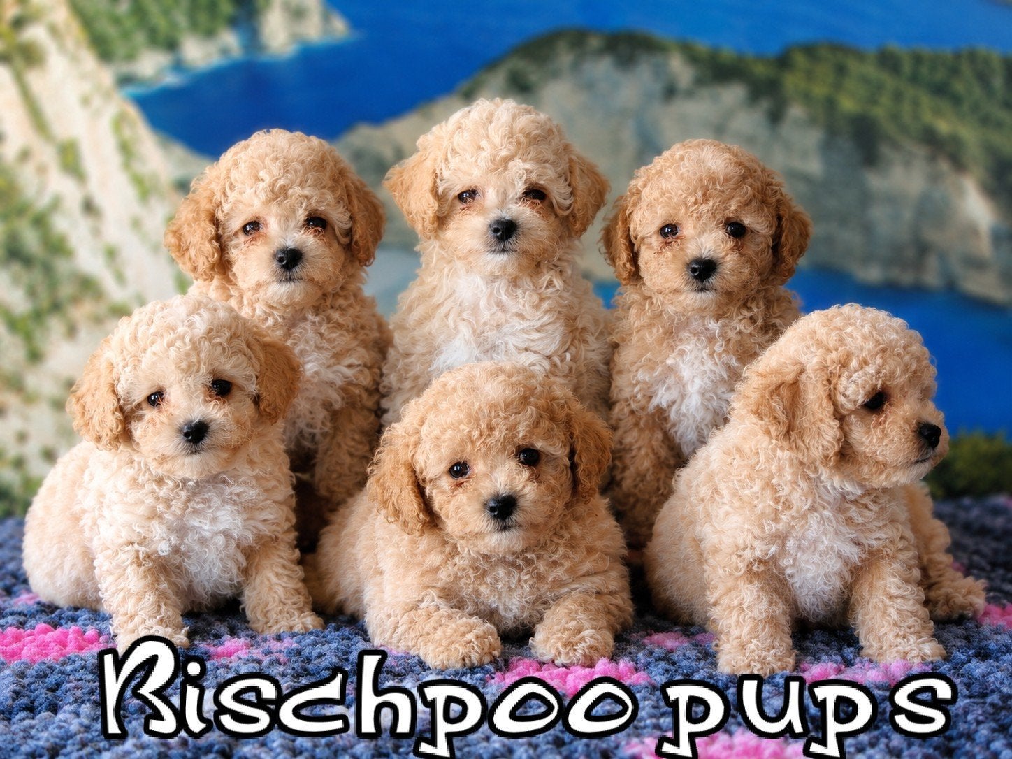 Poochon/Bischpoo pups, Overige rassen, 8 tot 15 weken, Meerdere, Meerdere dieren