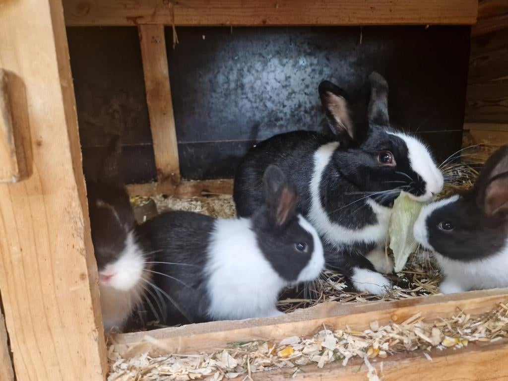 Jonge hollandertjes, Minder dan 60 cm, Kooi, Minder dan 75 cm, Ophalen of Verzenden