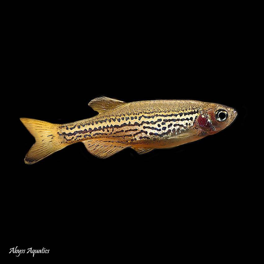 Luipaard danio’s., Dieren en Toebehoren, Vissen | Aquariumvissen, Vis