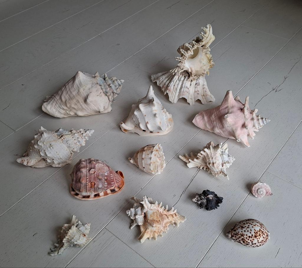 Collectie vintage oude schelpen 13 stuks, Ophalen, Gebruikt