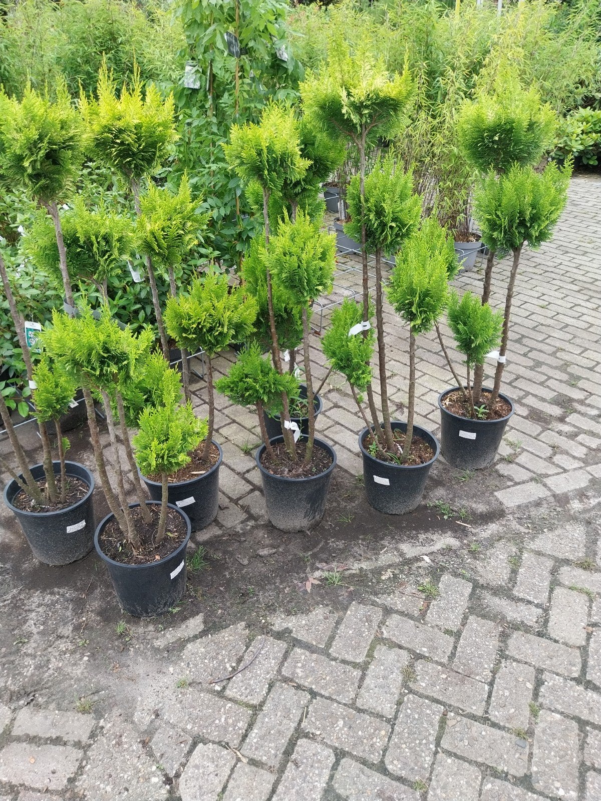 Chamaecyparis Yvonne Bonsai - Elegante Dwergcipres, Ophalen, Overige soorten, Volle zon