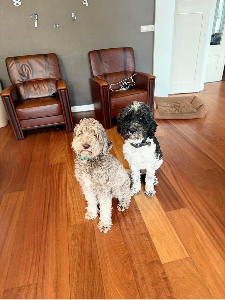 We zoeken naar hondenopvang voor onze mooie labradoodles, Ophalen