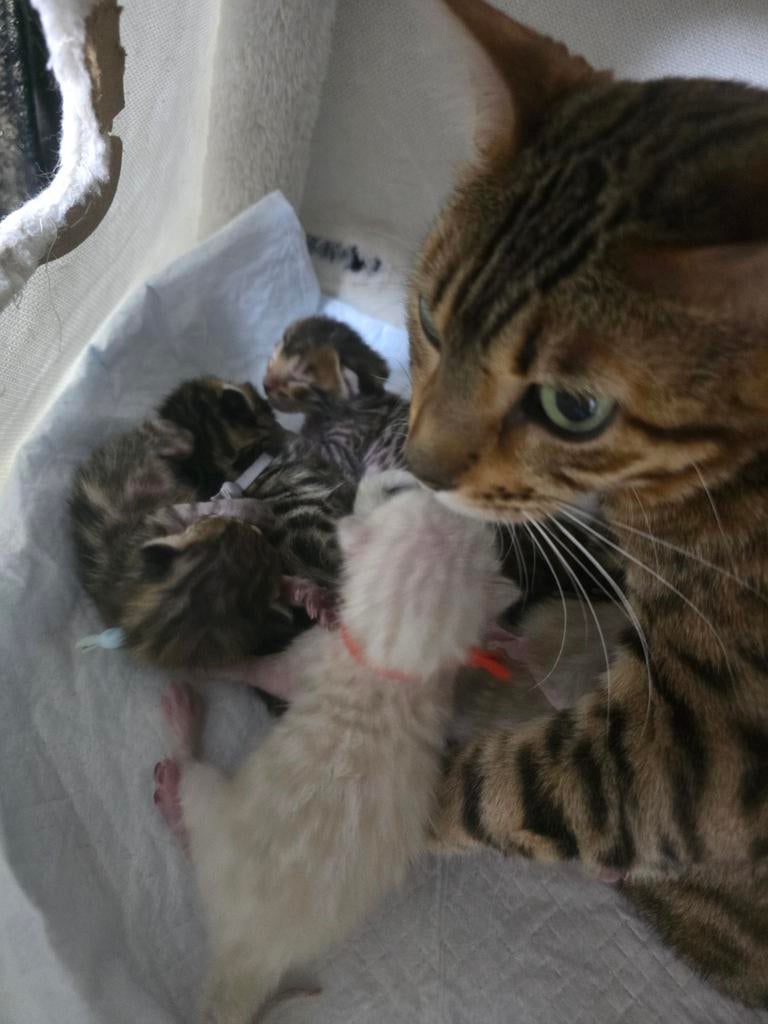 Beschikbaar: prachtige Bengaalse kittens, Dieren en Toebehoren, Katten en Kittens | Raskatten | Korthaar, Meerdere dieren