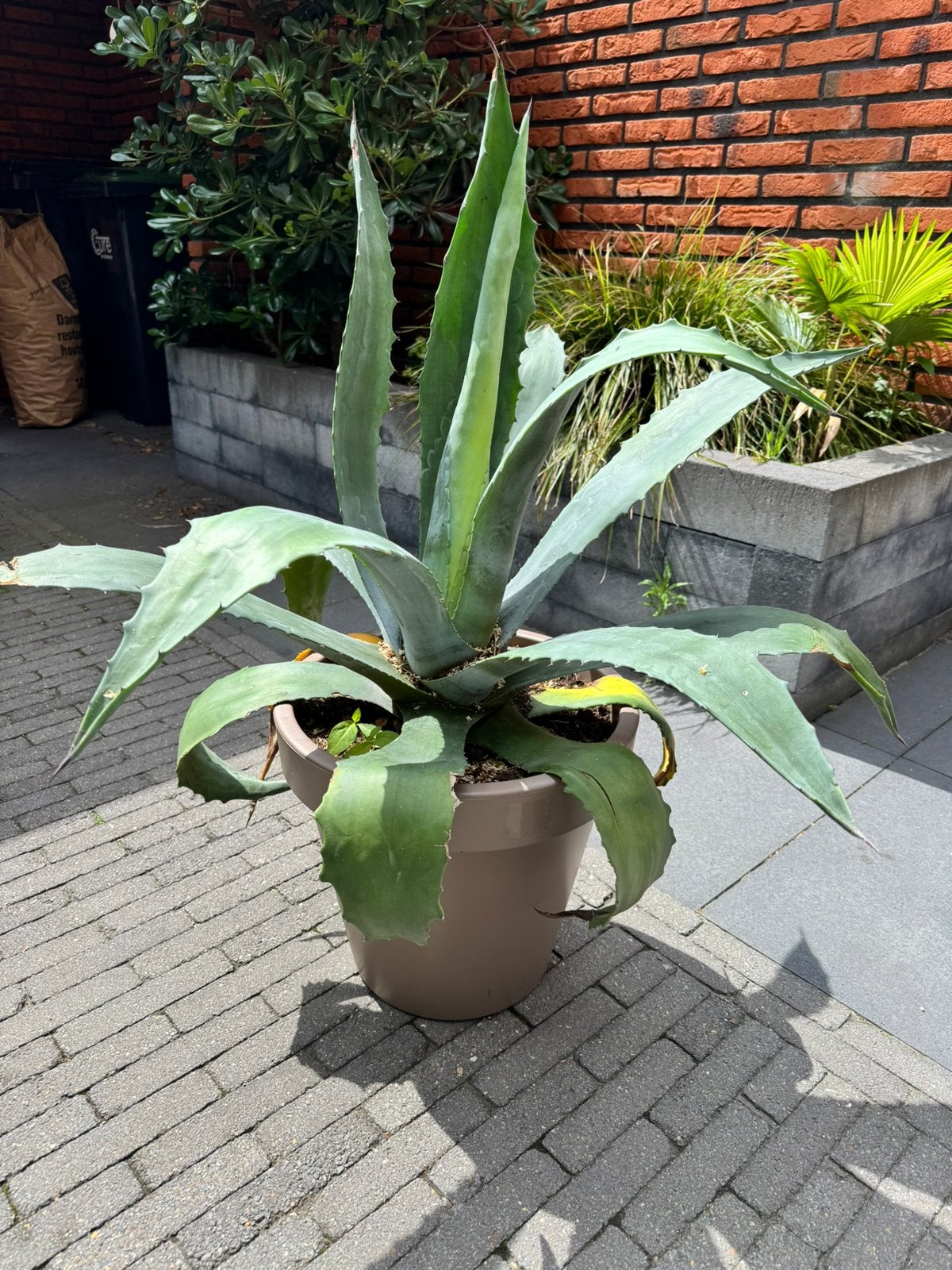 Winterharde grote Agave in buitenpot, Volle zon, Vaste plant, Bloeit niet, Ophalen