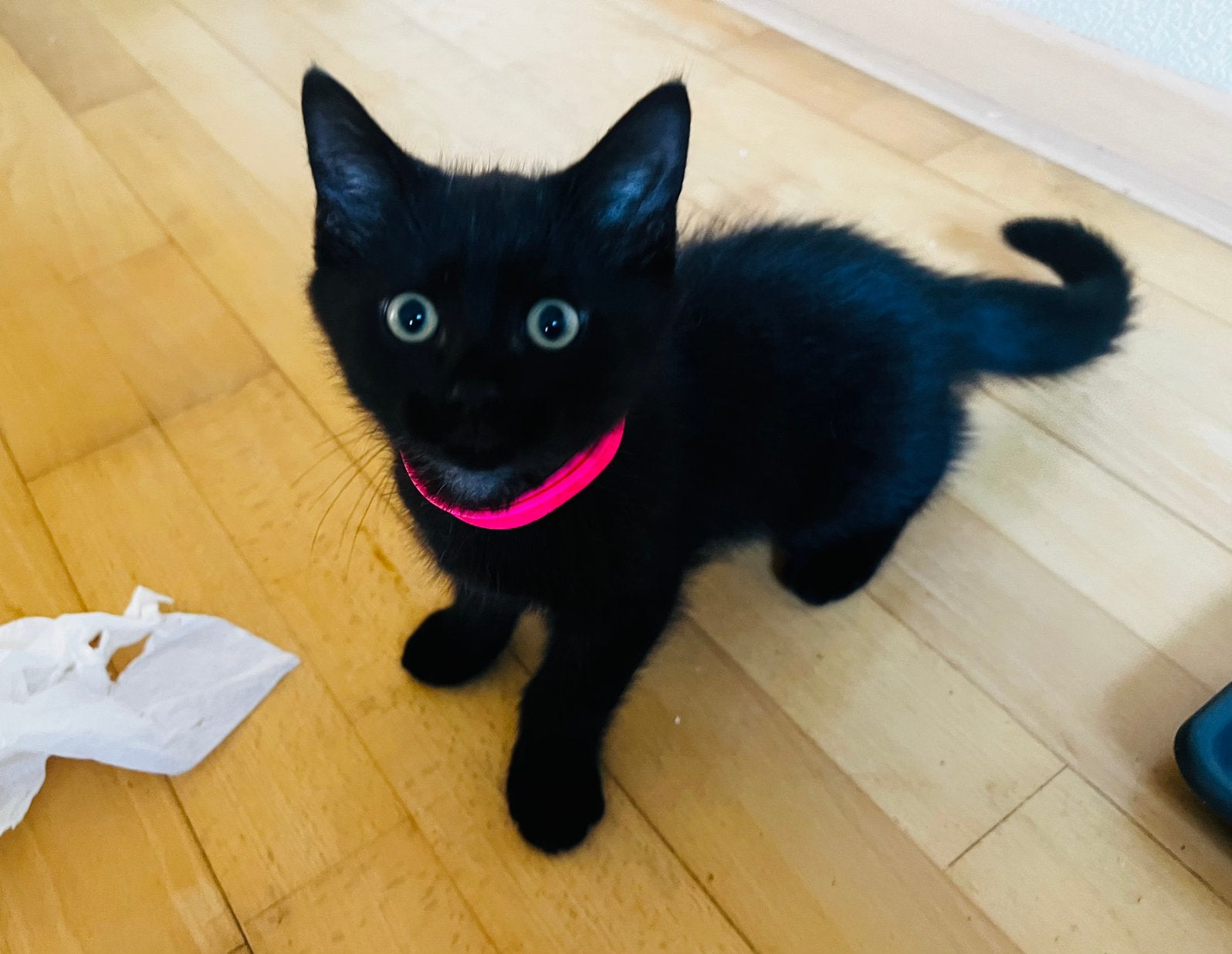 💕 Prachtige half Britse Korthaar kittens! 💕, Meerdere dieren