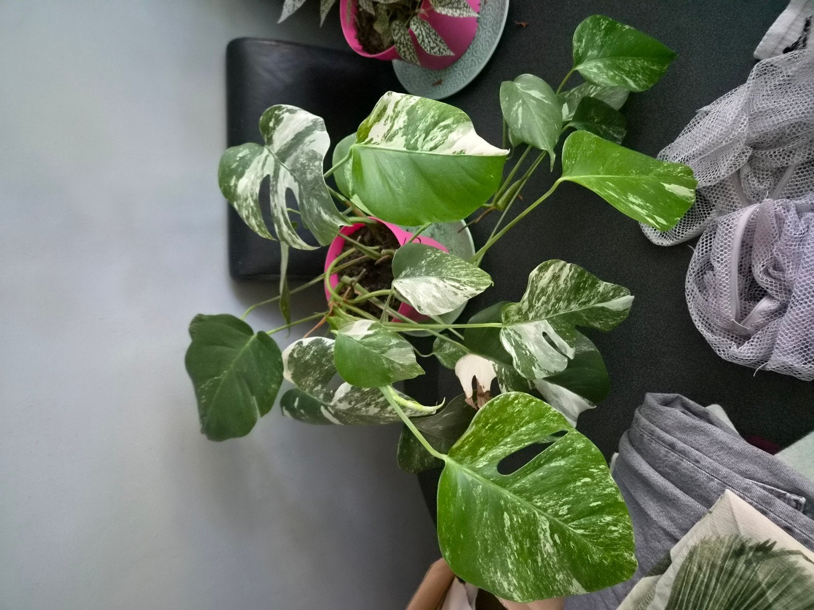 monstera variegata, Ophalen, Halfschaduw, Minder dan 100 cm