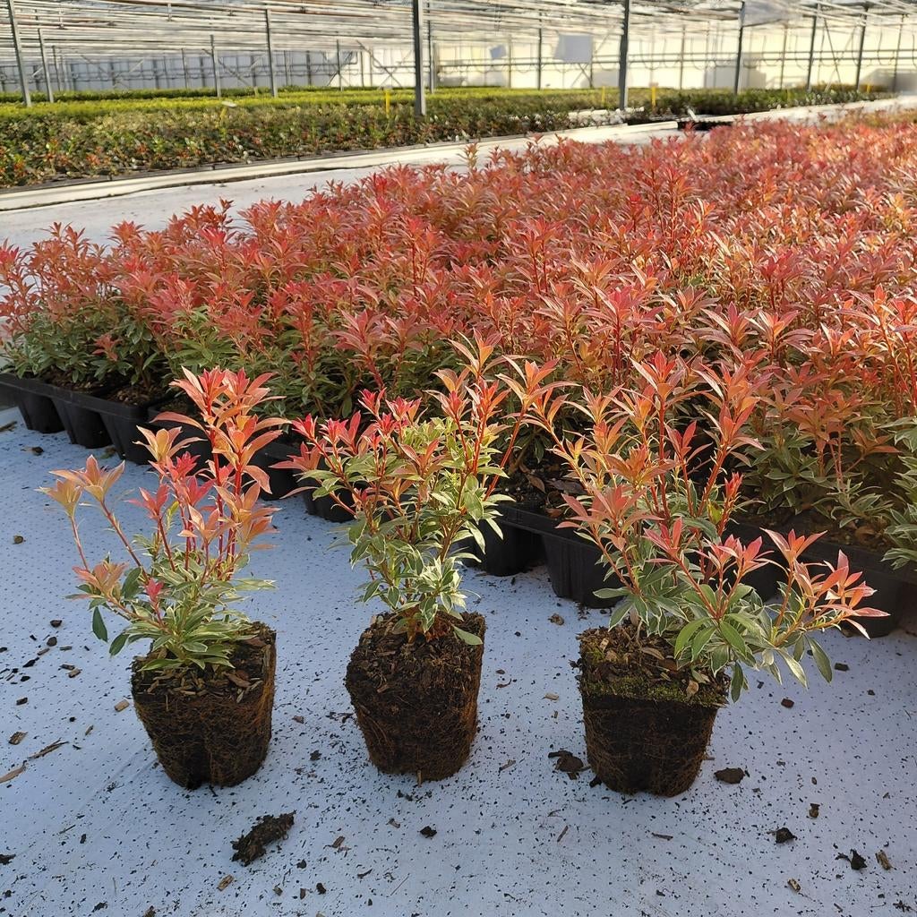 Pieris 'Little Goldy' | P9 | Verzending! | Actieprijs 3,25!, Ophalen of Verzenden, Liguster, Minder dan 100 cm