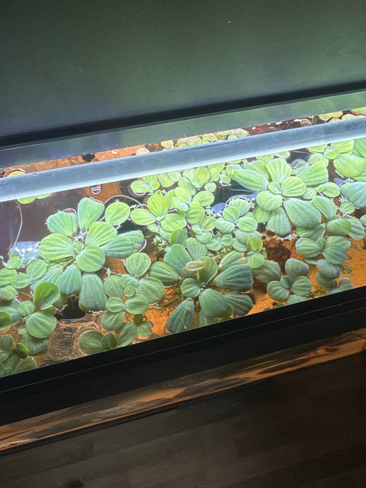 Aquarium drijfplanten pista, Dieren en Toebehoren, Vis