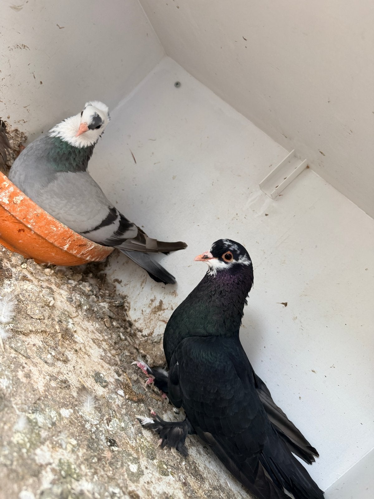 koppe duiven, Dieren en Toebehoren, Meerdere dieren, Postduif