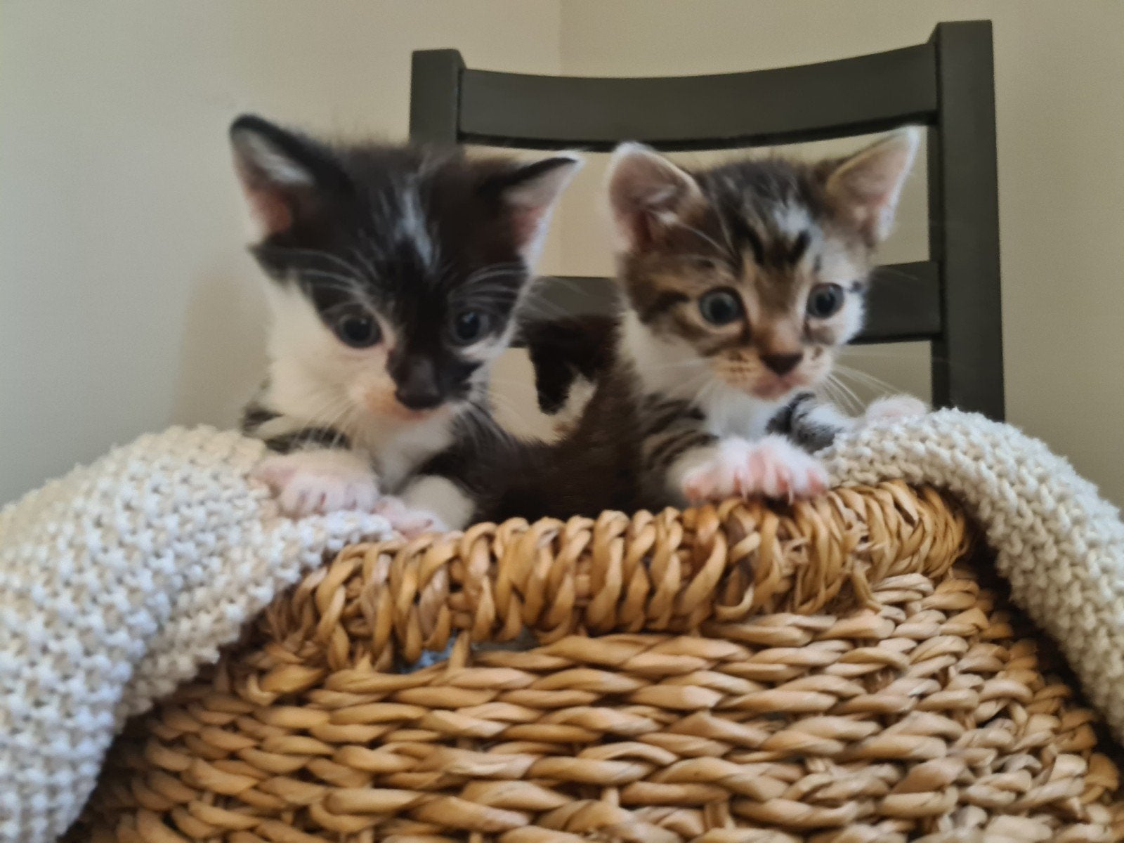 Kittens, Dieren en Toebehoren, Katten en Kittens | Overige Katten