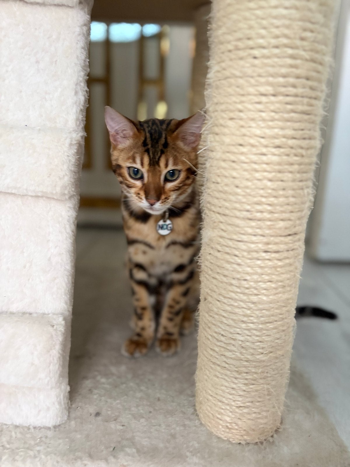 2 Bengalen katertjes + luxe totaalpakket, samen geplaatst, Dieren en Toebehoren, Kater