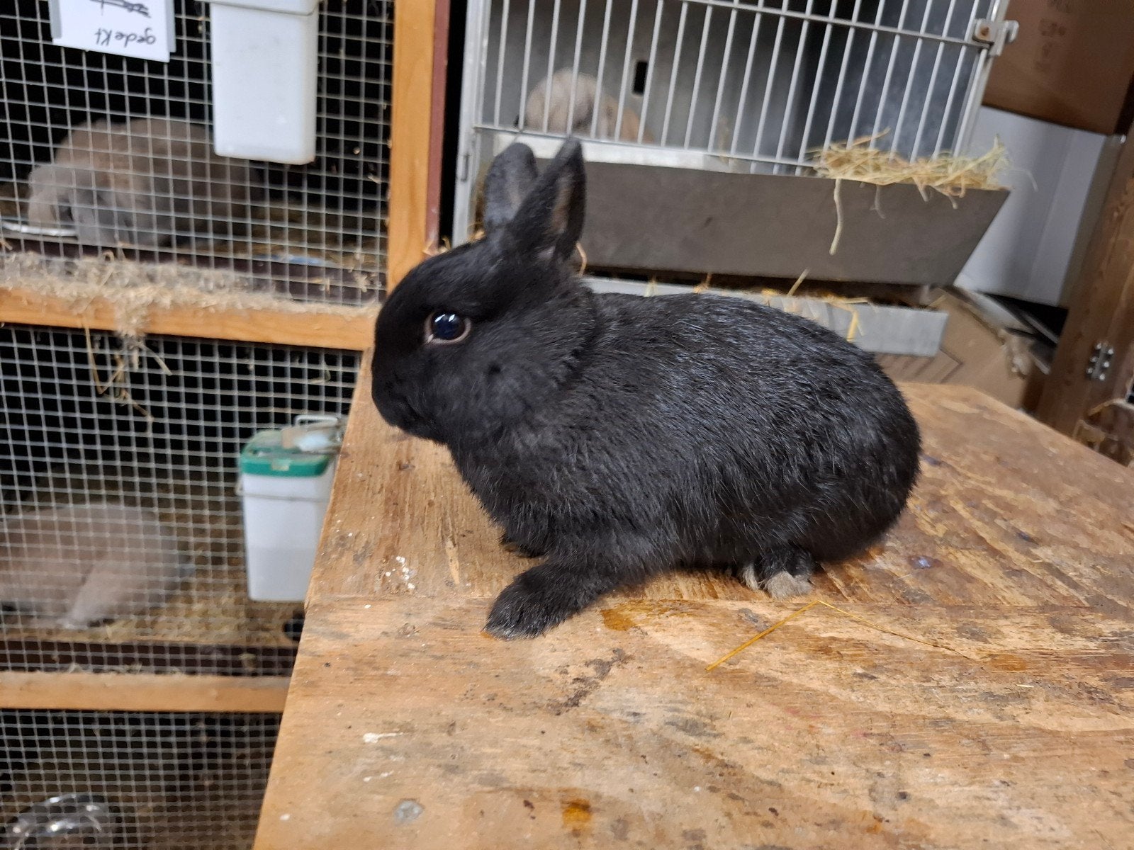 Mooie jonge konijntjes in verschillende kleuren, Meerdere dieren
