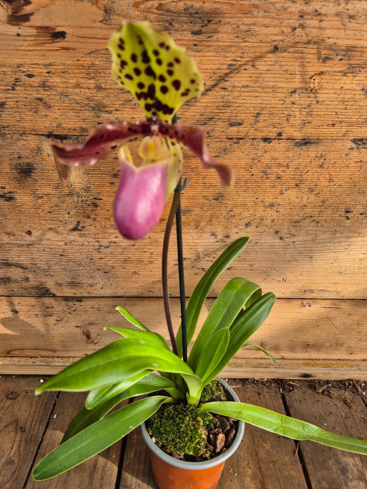 Paphiopedilum Henryanum p9 (2), Ophalen of Verzenden, Halfschaduw, Minder dan 100 cm