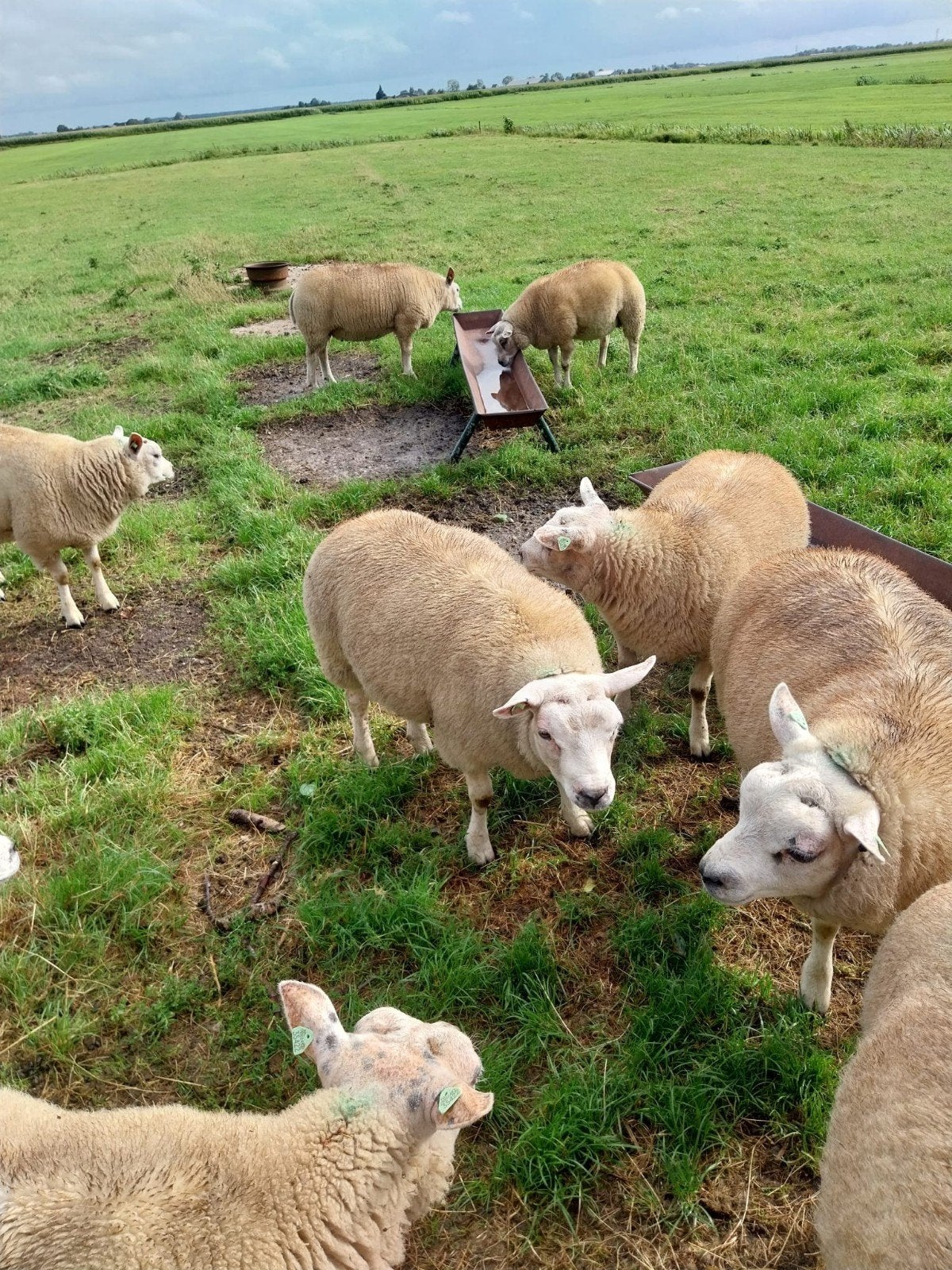 Dekrammen texelaars, Dieren en Toebehoren, Schapen, Geiten en Varkens, Mannelijk, Schaap, 0 tot 2 jaar