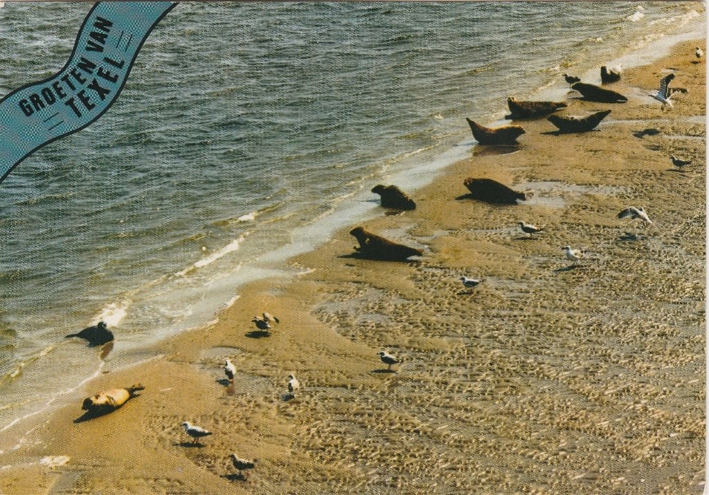 TEXEL Zeehonden op het Wad Groeten, Verzenden, 1980 tot heden, Gelopen, Waddeneilanden