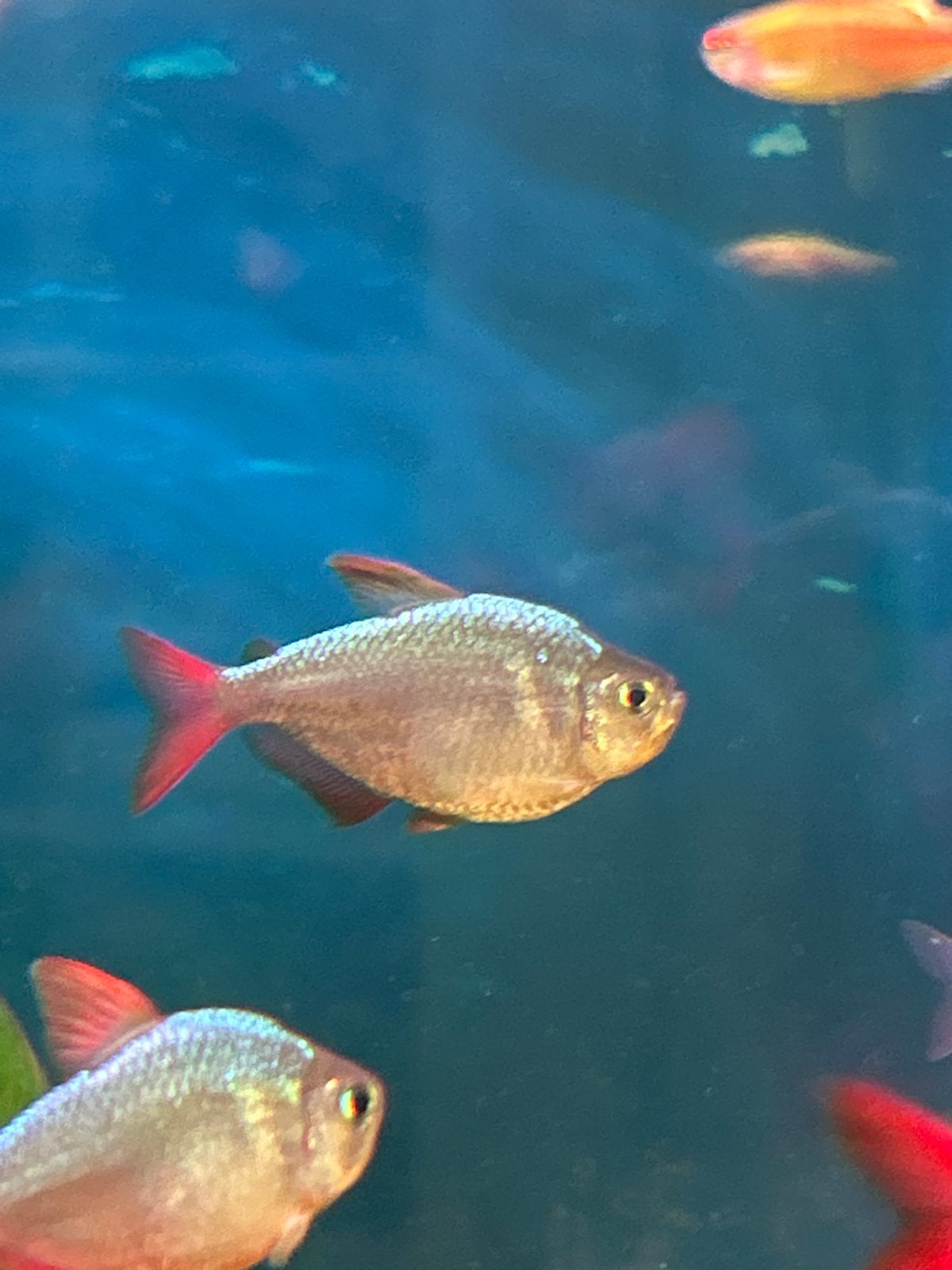 Tetra, Dieren en Toebehoren, Vissen | Aquariumvissen