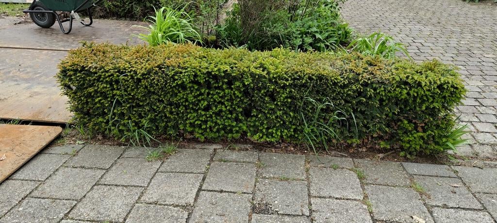 Taxus haagplanten - gratis af te halen, Volle zon, Vaste plant, Bloeit niet, Ophalen