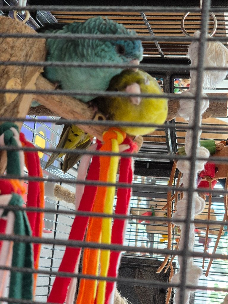 Koppeltje Catharina parkietjes, Meerdere dieren, Parkiet, Geringd
