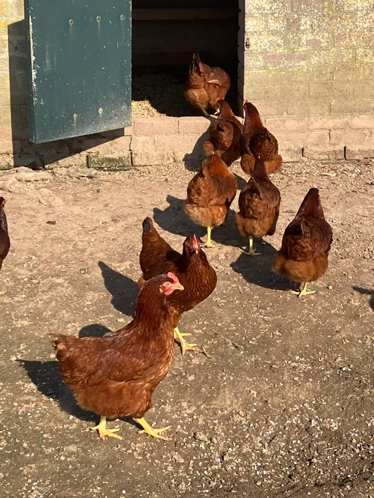 Rhode Island Red trio kuikens 2 hennen met haan, Dieren en Toebehoren, Pluimvee, Meerdere dieren, Kip