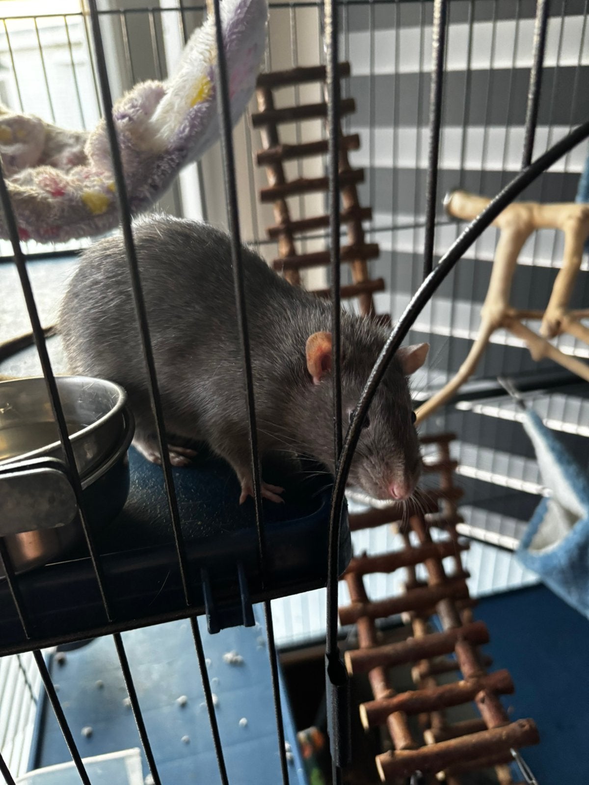 3 mannelijke ratten 4 maanden met kooi en alles erbij, Dieren en Toebehoren, Knaagdieren, Rat, Maart, Mannelijk, Tam