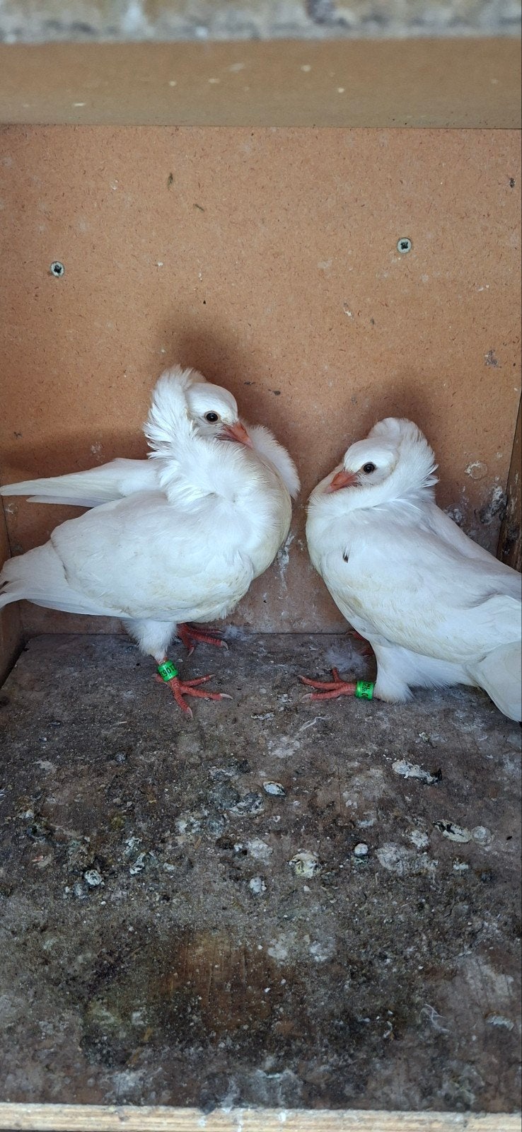 Te koop sierduiven Oudhollands kapucijnen duiven witte, Dieren en Toebehoren, Meerdere dieren, Overige soorten