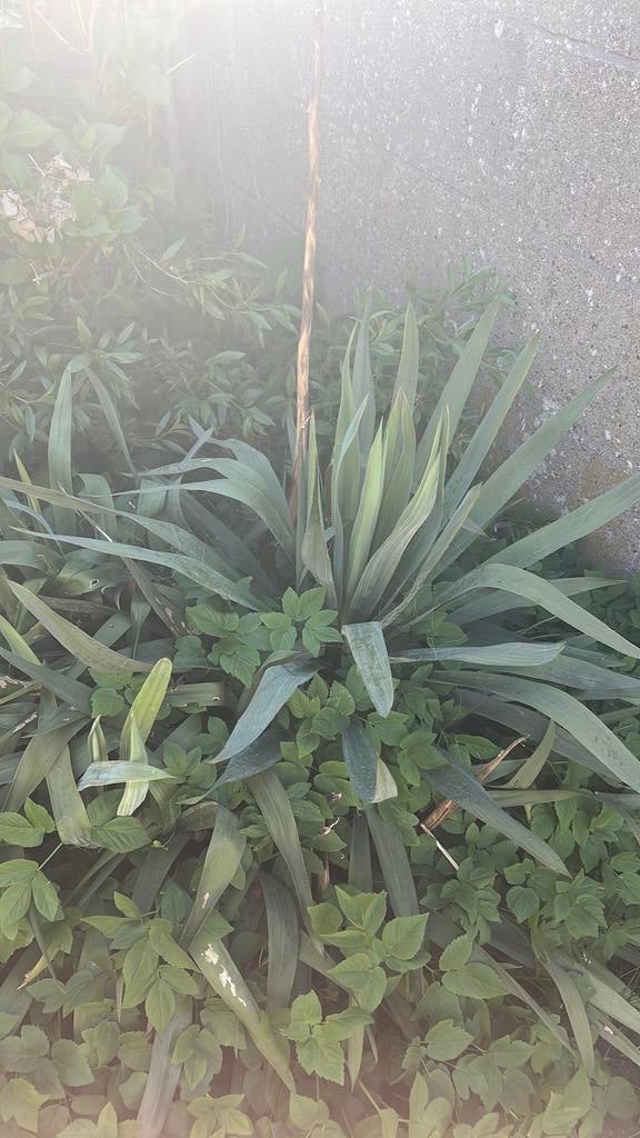 Plant, Tuin en Terras, Bloembollen en Zaden, Ophalen, Volle zon