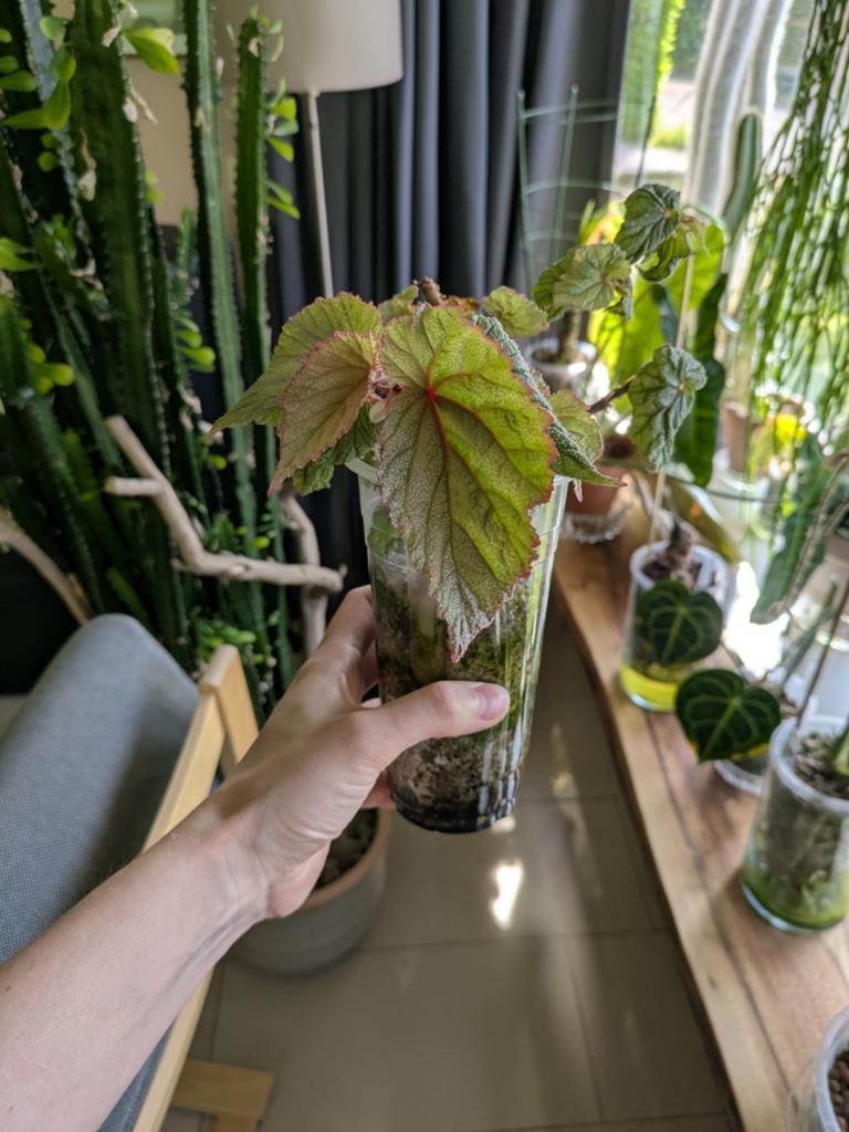 Begonia Sinbad, Tuin en Terras, Planten | Bomen, Ophalen of Verzenden, Volle zon, Overige soorten