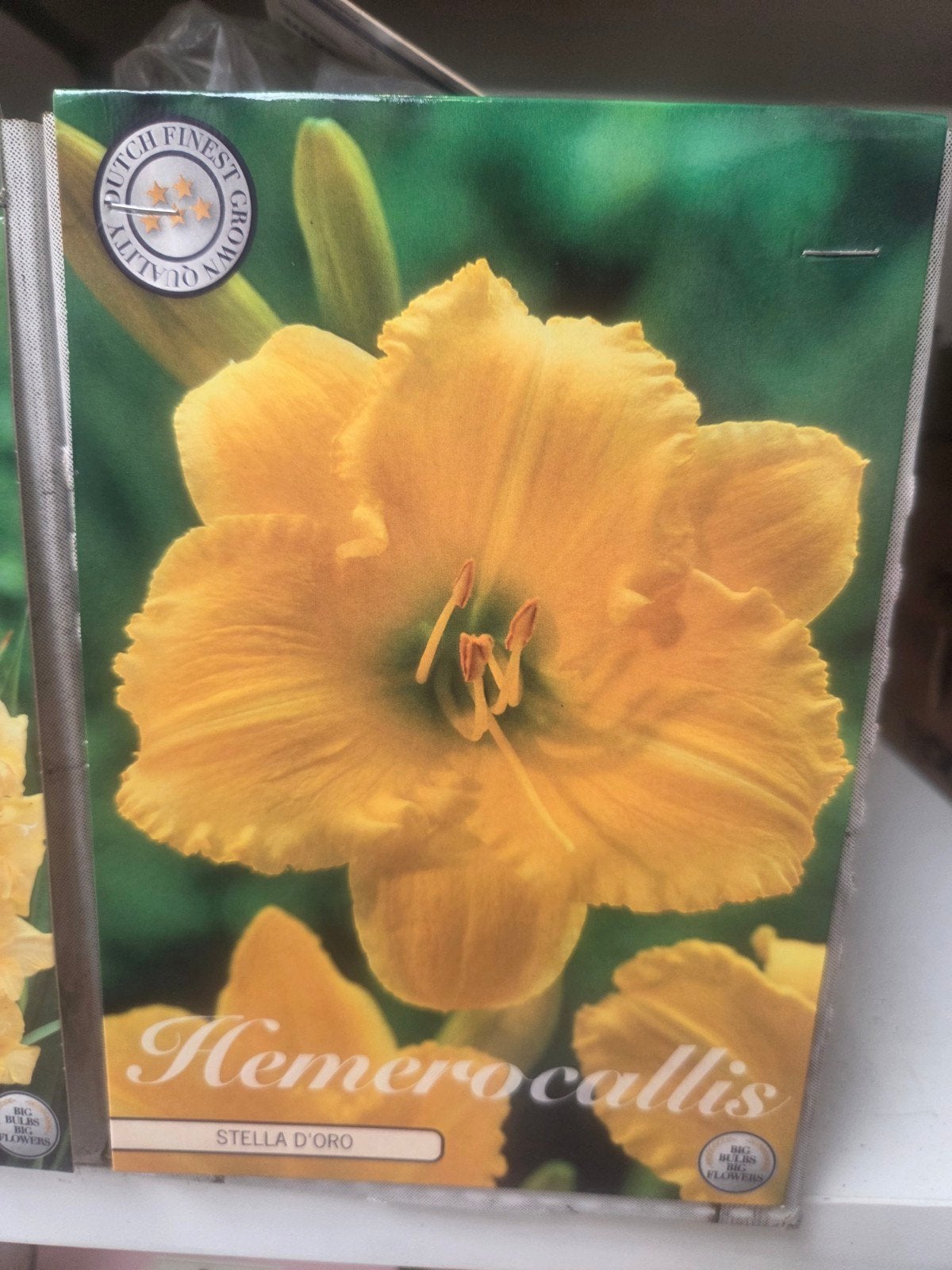 10 zakjes Hemerocallis 'Stella d'Oro' - Gele Daglelie, Ophalen of Verzenden, Voorjaar, Volle zon, Wortelstok