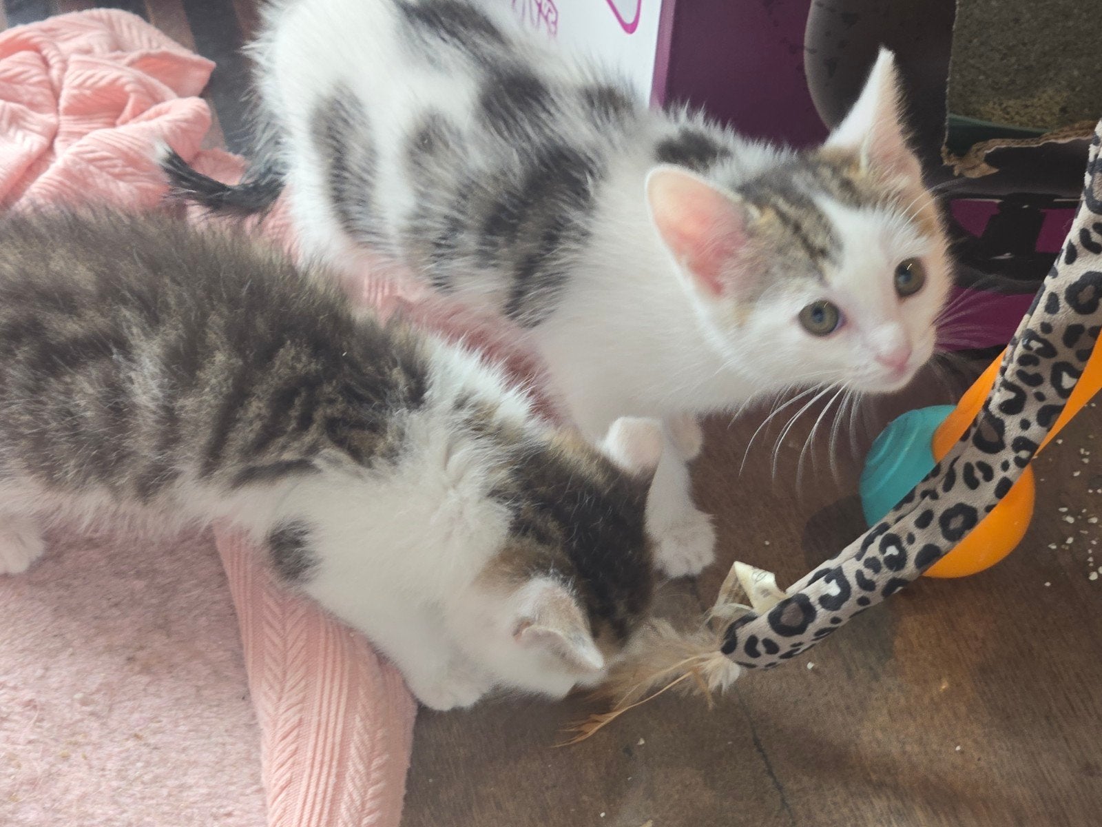 Laatste prachtige Poesje, berachikbaar, Poes