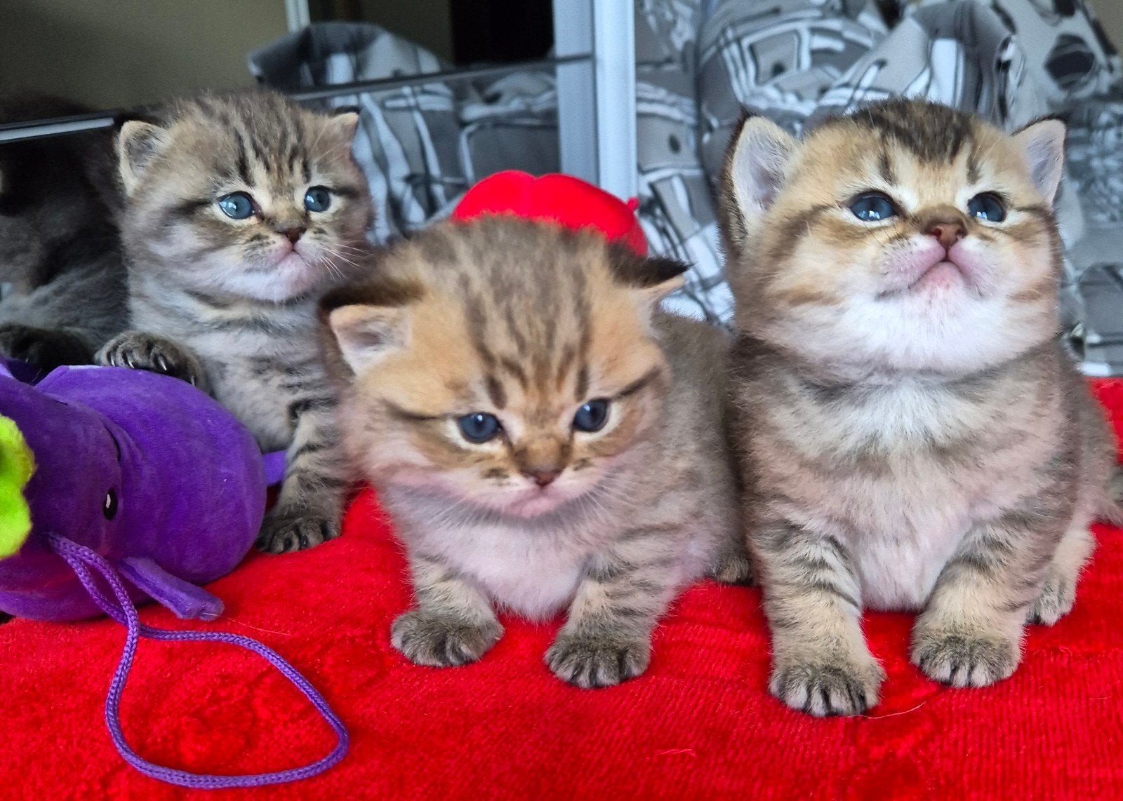 Brits Korthaar kitten Golden/Silver Black Shaded &Tabby!, Meerdere dieren, Gechipt, 0 tot 2 jaar