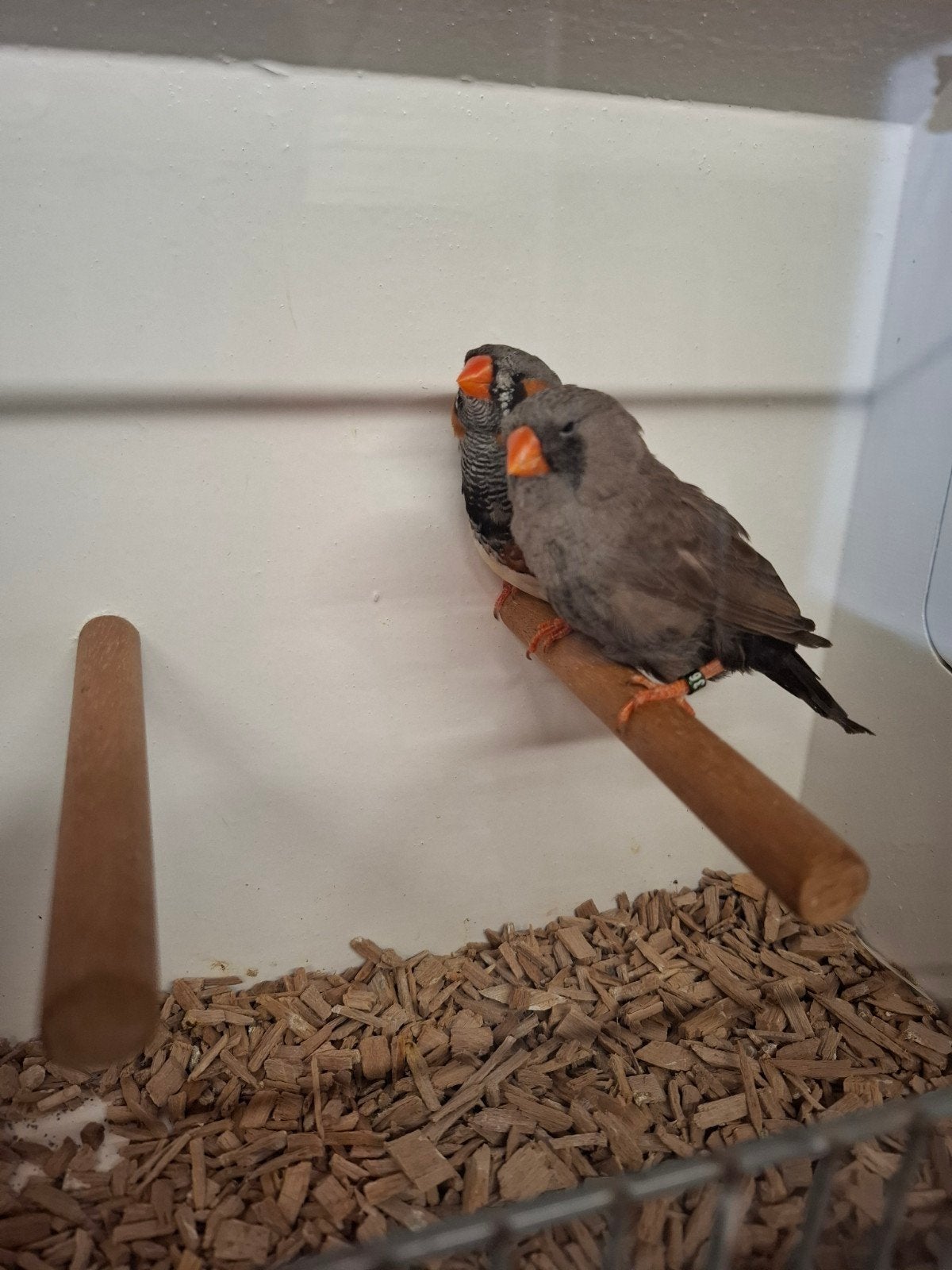 Koppel charcoal zebravinken, Dieren en Toebehoren, Vogels | Overige Vogels, Meerdere dieren