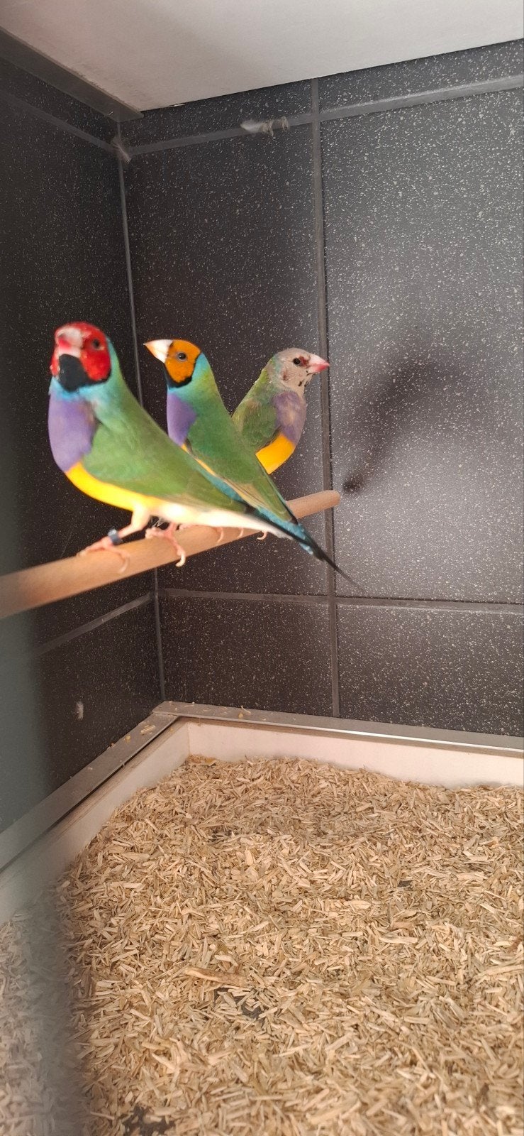4 gouldamadine mannen. 3x roodkop en 1x oranjekop paarsborst, Mannelijk