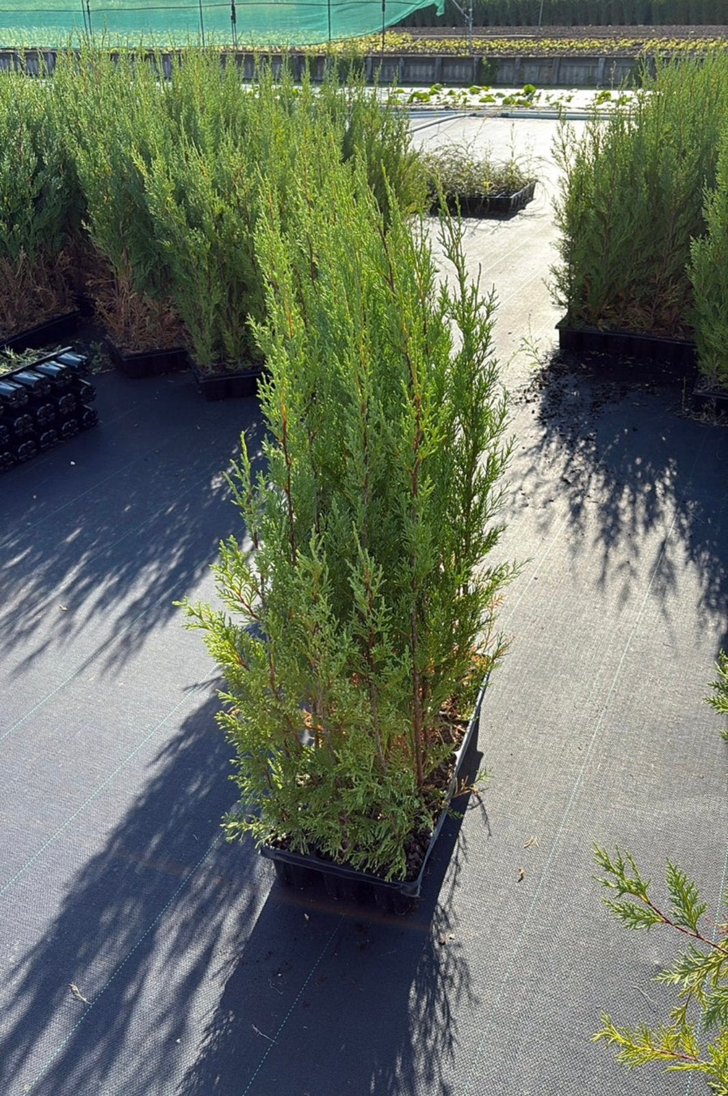Haagplanten snel groeiend! Leylandii, Tuin en Terras, Ophalen of Verzenden, Bloeit niet, Overige soorten, Volle zon